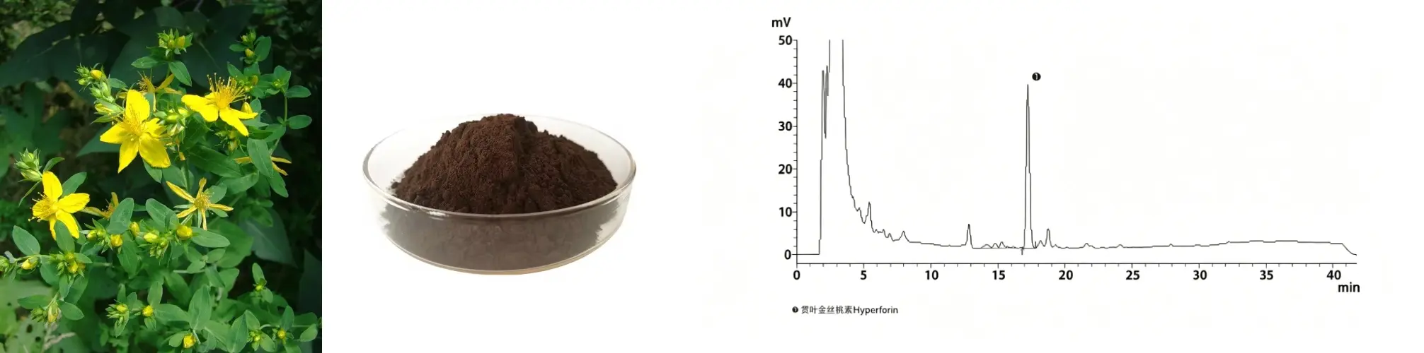 St. John's Wort Extract St. John's Wort Extract