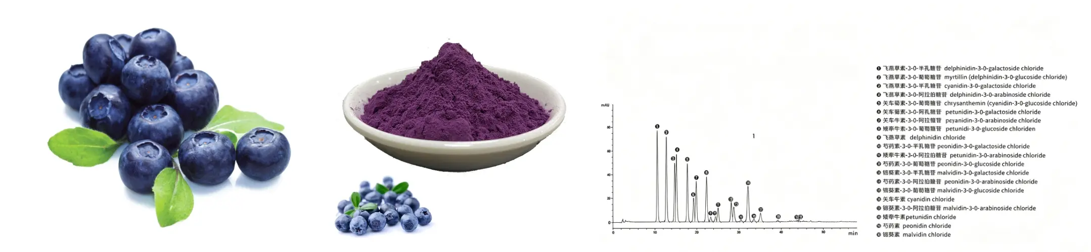 Bilberry Extract