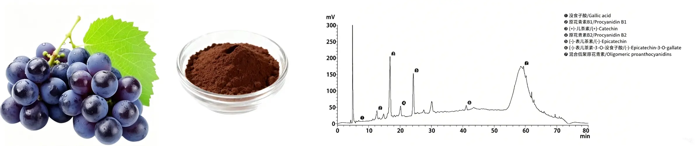 Grape Seed Extract Powder