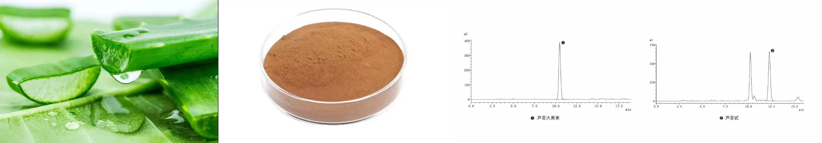 Premium Aloe Emodin Extract Premium Aloe Emodin Extract