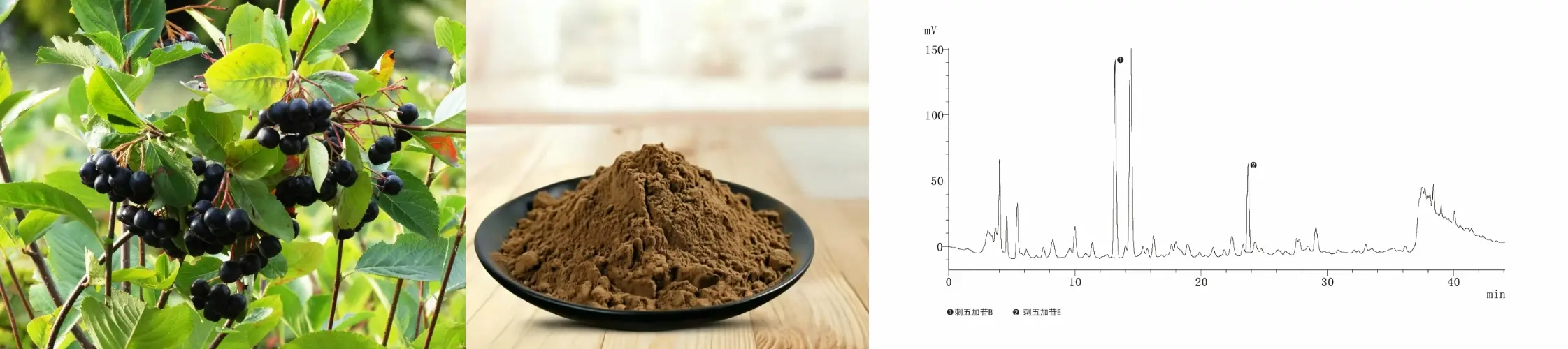 Acanthopanax Senticosus Extract 