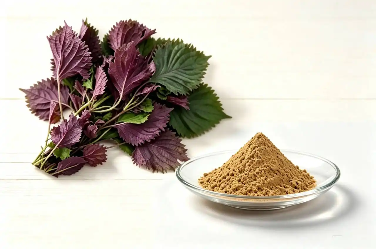 Perilla Seed Extract with Rosmarinic Acid: Supporting Immune and Inflammatory Balance Naturally