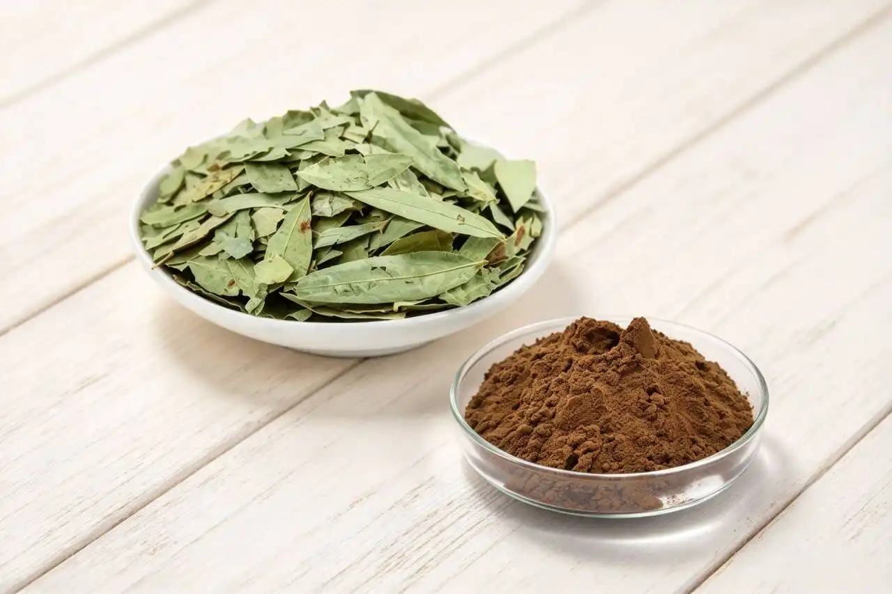 How to Choose High Quality Senna Leaf Extract Powder Supplier?