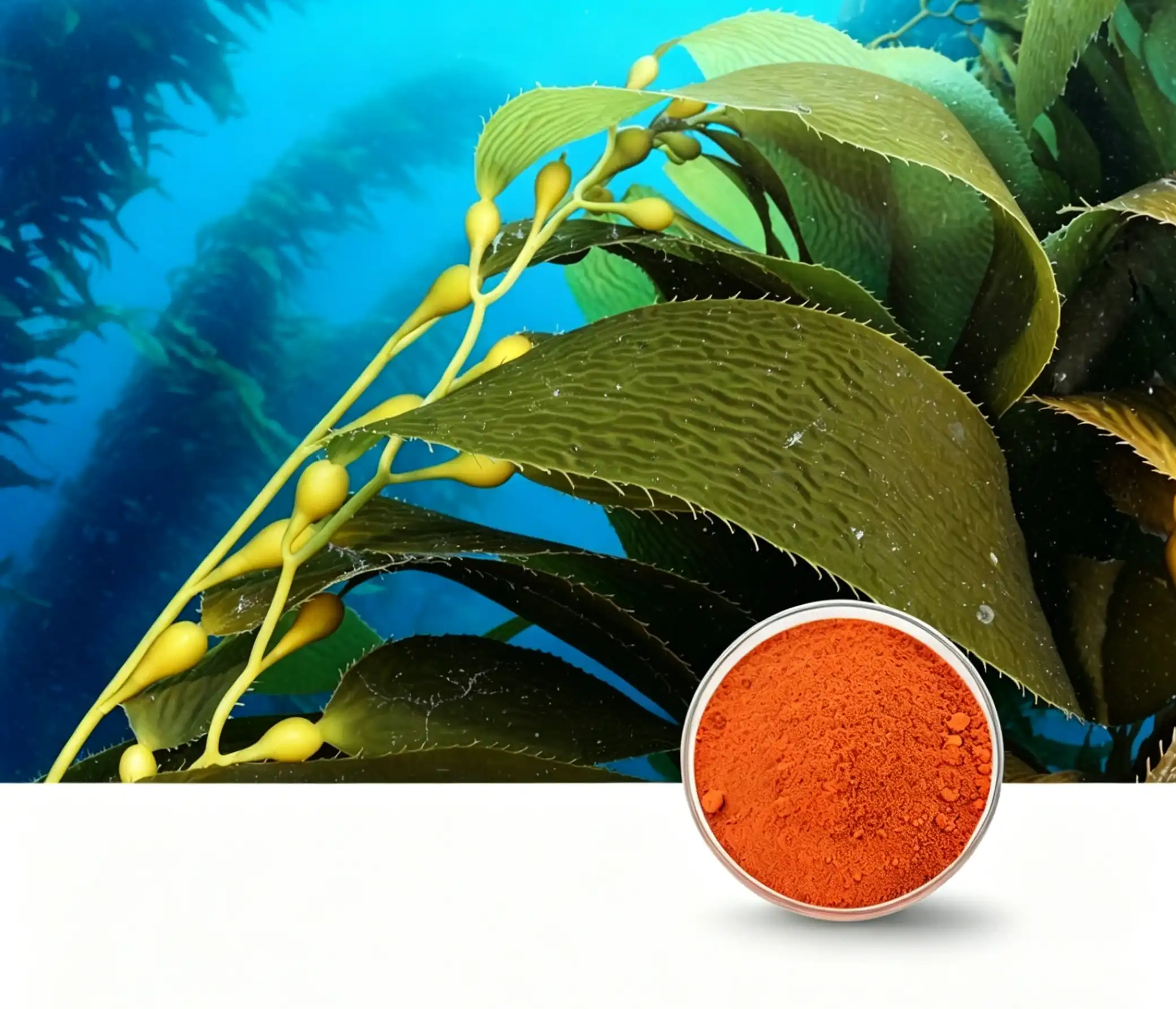 What is fucoxanthin extract good for