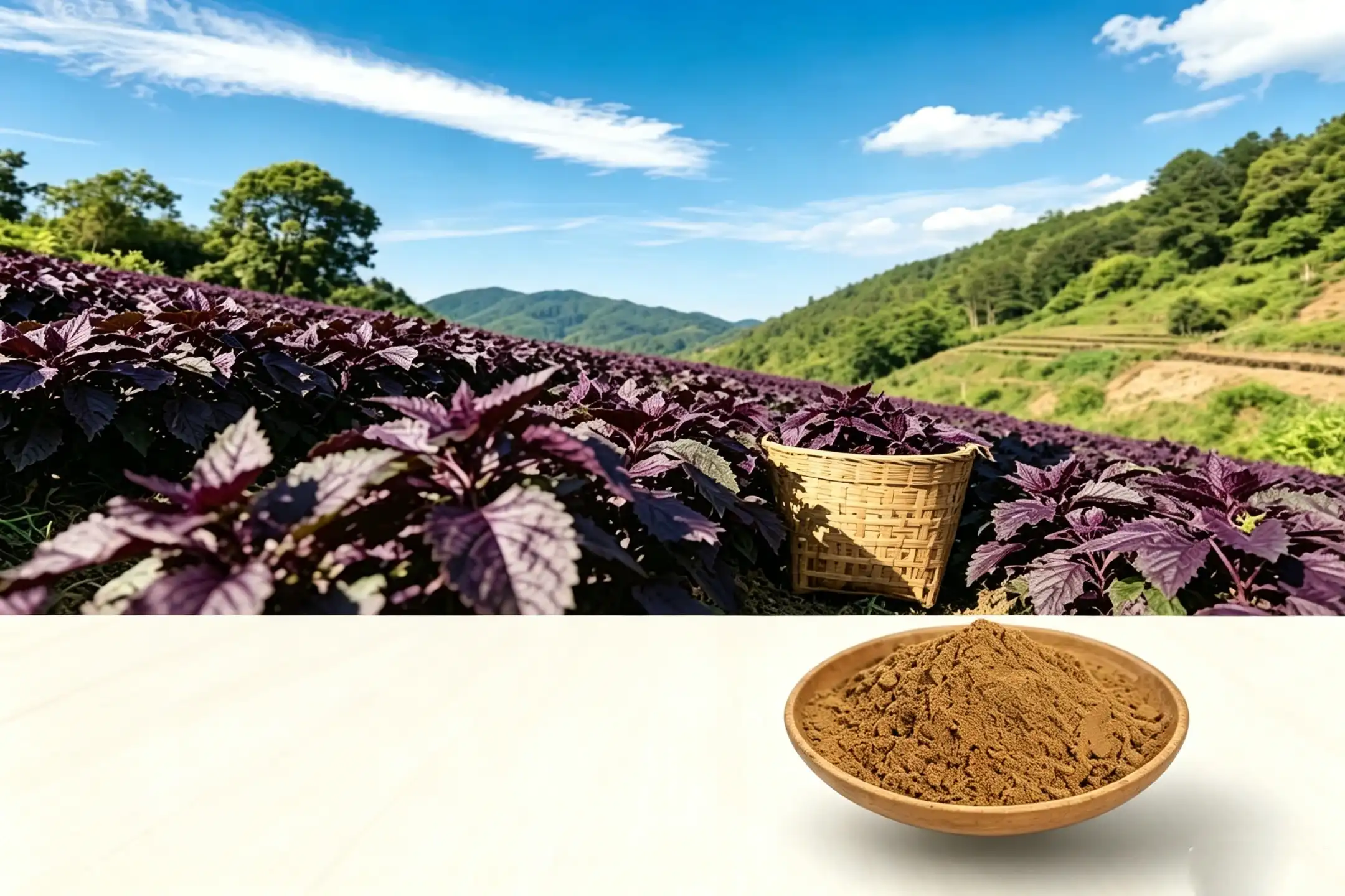 Perilla benefits for respiratory health